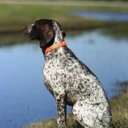 Caccia con il Bracco d’Auvergne, il più veloce tra i cani da ferma francesi Caccia con il Bracco d’Auvergne, il più veloce tra i cani da ferma francesi